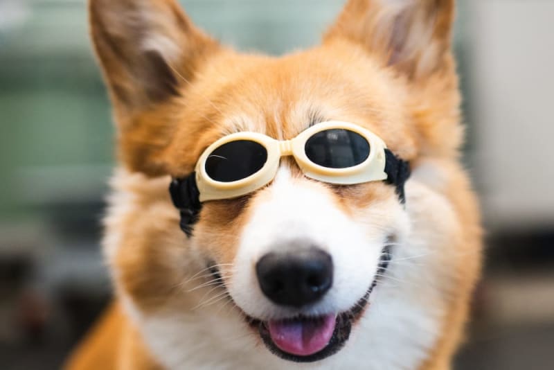 Cold Laser Therapy for Pets