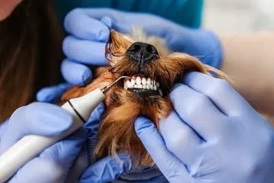 Do dogs need dental cleaning?