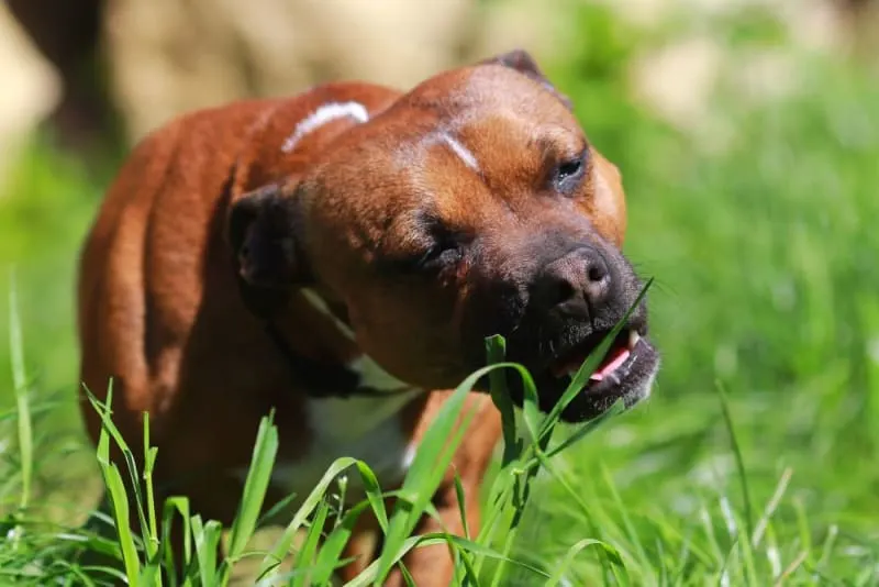 Why do dogs eat grass?
