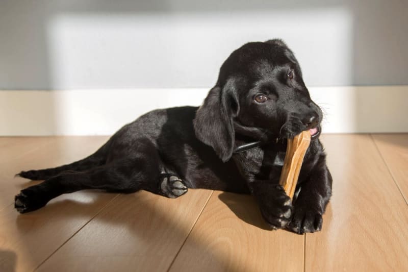 Teething Puppies: Tips & Tricks