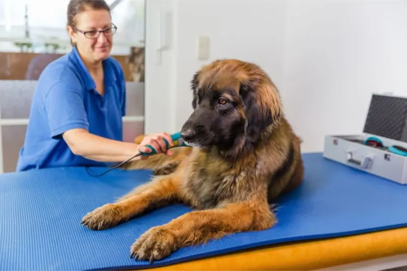 What Is Veterinary Cold Laser Therapy?