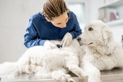 Nutrition, Skin, & Dogs Nutrition, Skin, & Dogs