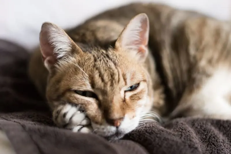 Senior Cat Care: How to Look After an Old Cat