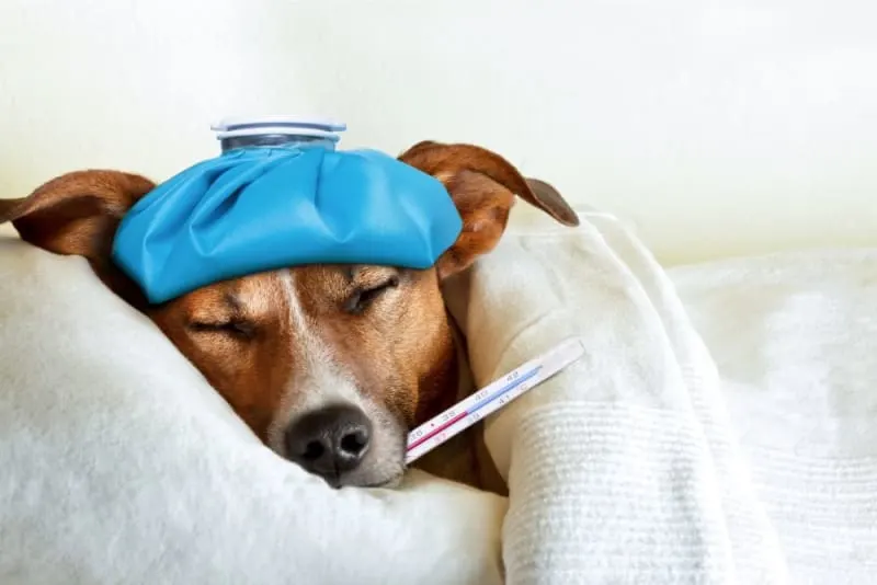 What is parainfluenza in dogs?