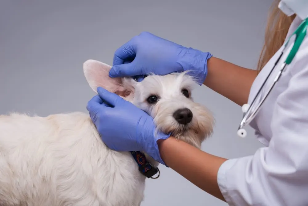 Ear Bleeding in Dogs: Causes & Treatment
