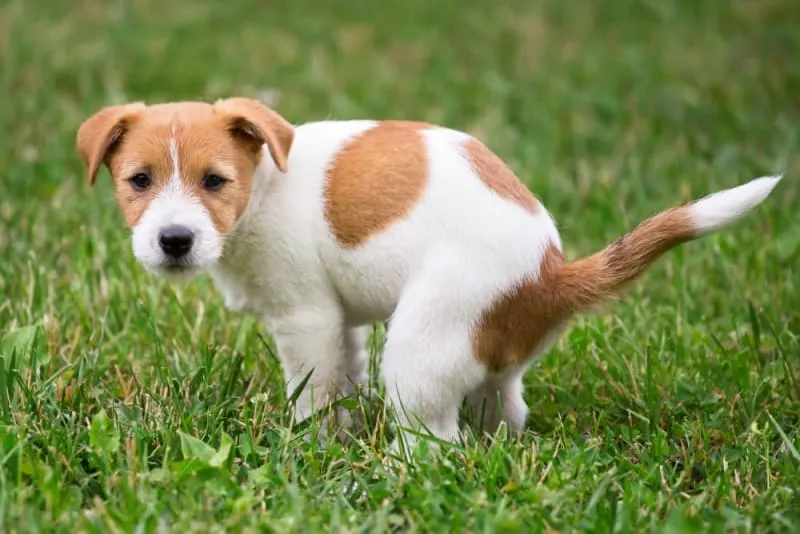 Why Is My Dog Constipated & What to Do