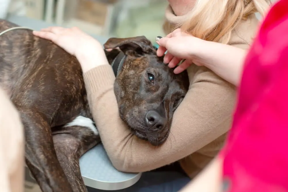 Mastitis in Dogs: Symptoms, Causes & Treatment Mastitis in Dogs: Symptoms, Causes & Treatment