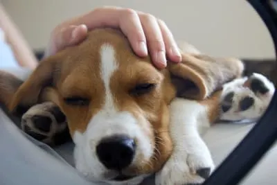 Cruciate Ligament Rupture in Dogs