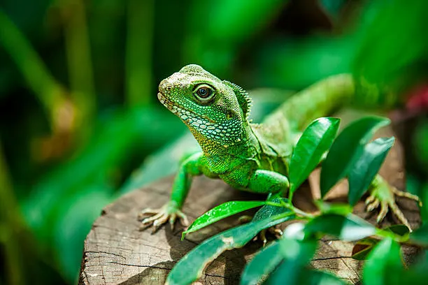 A vibrant green Chinese Water Dragon basking on a log, surrounded by lush tropical foliage.