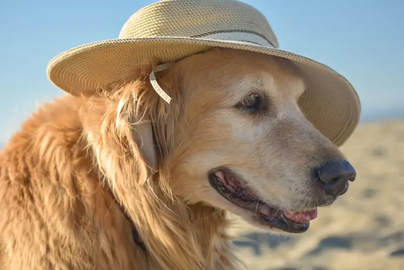 How to Make an Old Dog Comfortable, Happy & Healthy