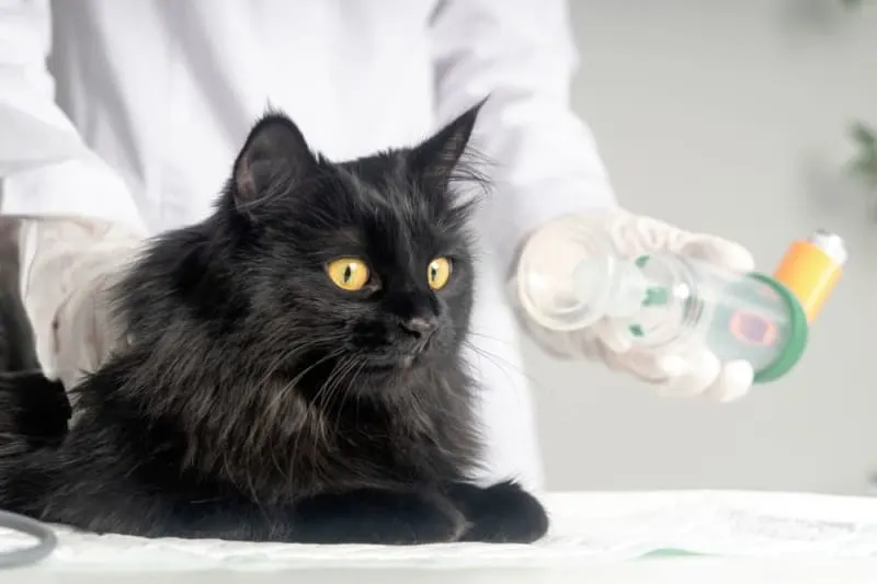 Pneumonia in Cats Pneumonia in Cats