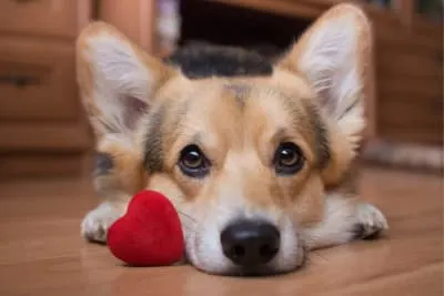 Family Dog Breeds To Consider