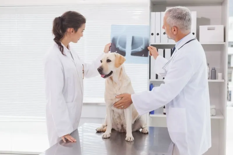 X-rays For Dogs