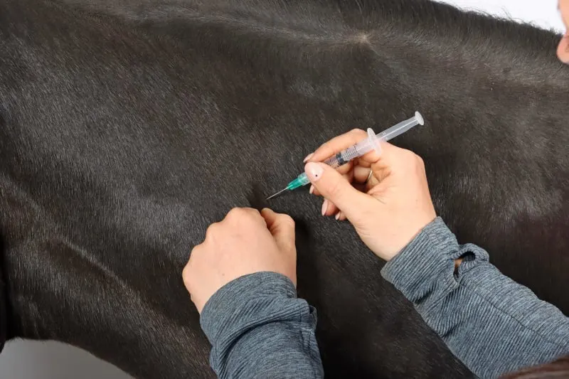 Vaccinating Your Horse: When To Do It