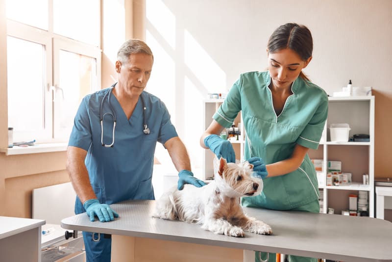 Important Questions To Ask Your Vet
