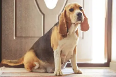 C-Section for Dogs: Everything You Should Know