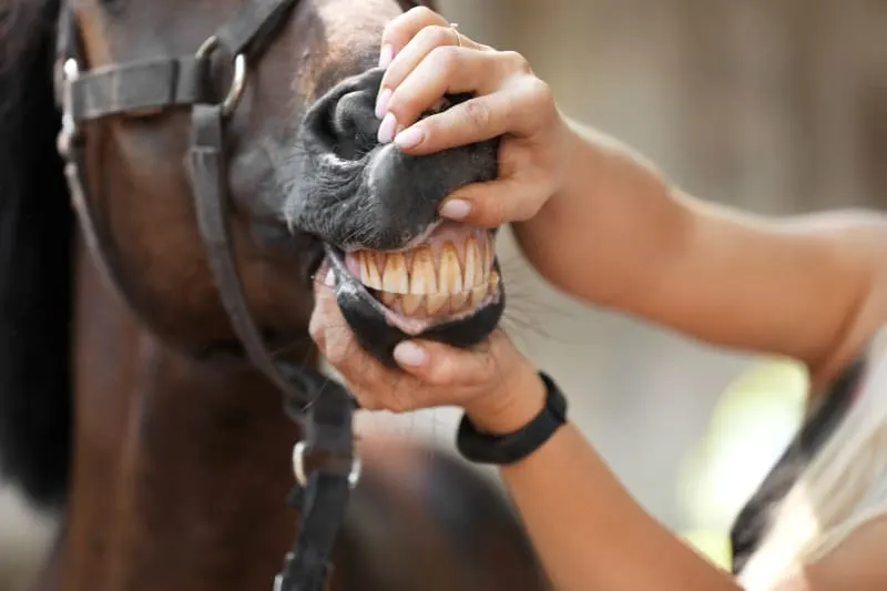 Common Dental Problems in Horses