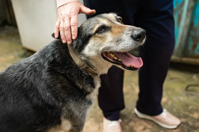 A person gently petting a happy-looking black and tan shepherd mix with graying fur around its muzzle; the dog has its mouth open and tongue visible in a relaxed, joyful expression.