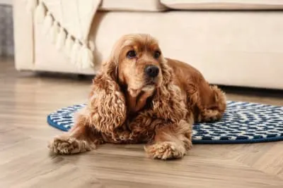 My Pet Can't Stand & Keeps Falling! What Should I Do?