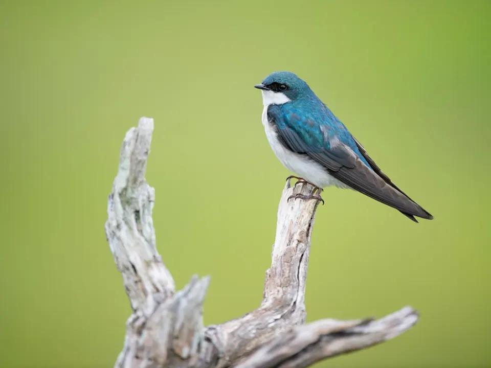 A Tree Swallow with iridescent blue-green feathers on its back and a bright white chest, perched on the tip of a weathered, grey piece of driftwood against a soft, green background.