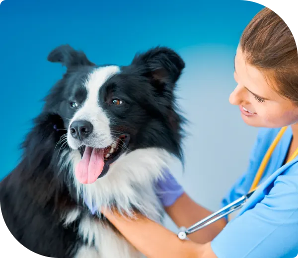 A happy black and white Border Collie being examined by a smiling veterinary professional in blue scrubs.