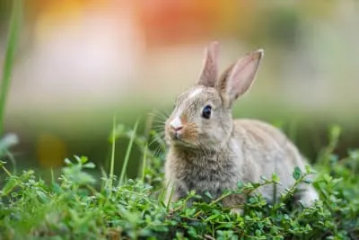 Small brown rabbit with a white blaze on its forehead sitting alertly in a patch of green clover and grass.