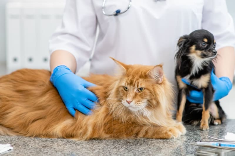 Pet Wellness Plans vs Pet Insurance Pet Wellness Plans vs Pet Insurance