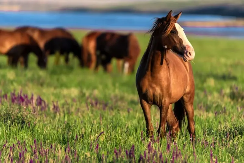 Gastric Ulcer Syndrome in Horses: Causes, Symptoms & Treatment Gastric Ulcer Syndrome in Horses: Causes, Symptoms & Treatment