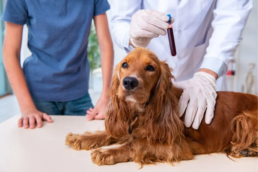 A veterinarian in a white lab coat and gloves holding a blood sample tube above a long-haired Cocker Spaniel lying on an exam table, with the owner standing nearby. A veterinarian in a white lab coat and gloves holding a blood sample tube above a long-haired Cocker Spaniel lying on an exam table, with the owner standing nearby.