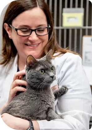 Smiling veterinary doctor in glasses holding a beautiful grey short-haired cat with bright green eyes in a clinic setting.