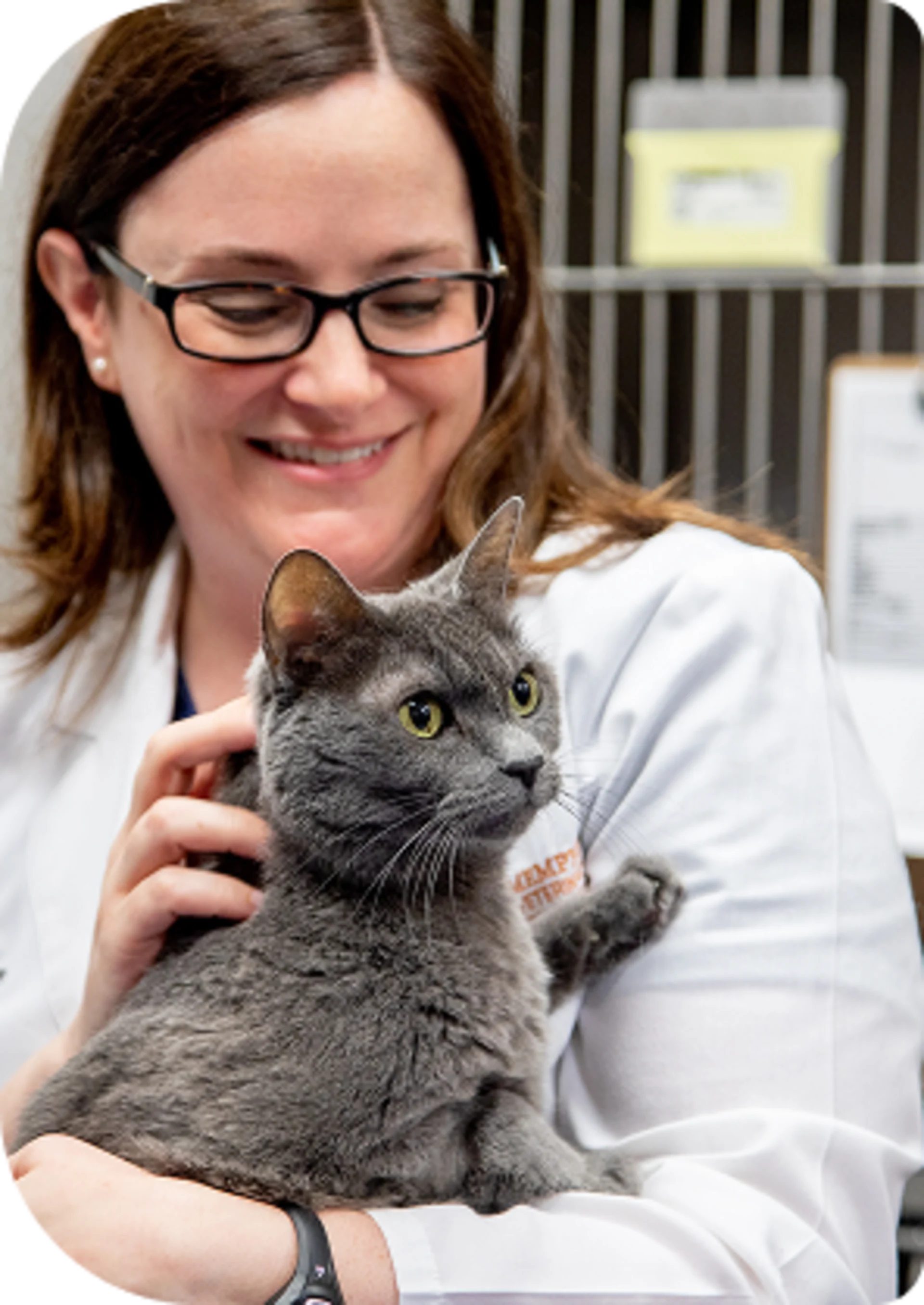 Smiling veterinary doctor in glasses holding a beautiful grey short-haired cat with bright green eyes in a clinic setting.