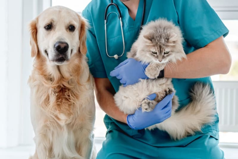Pet Wellness Plans vs Pet Insurance