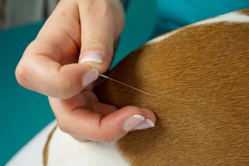 Benefits of Acupuncture for Dogs