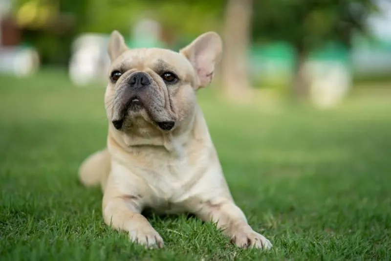 How Long Do French Bulldogs Live? How Long Do French Bulldogs Live?