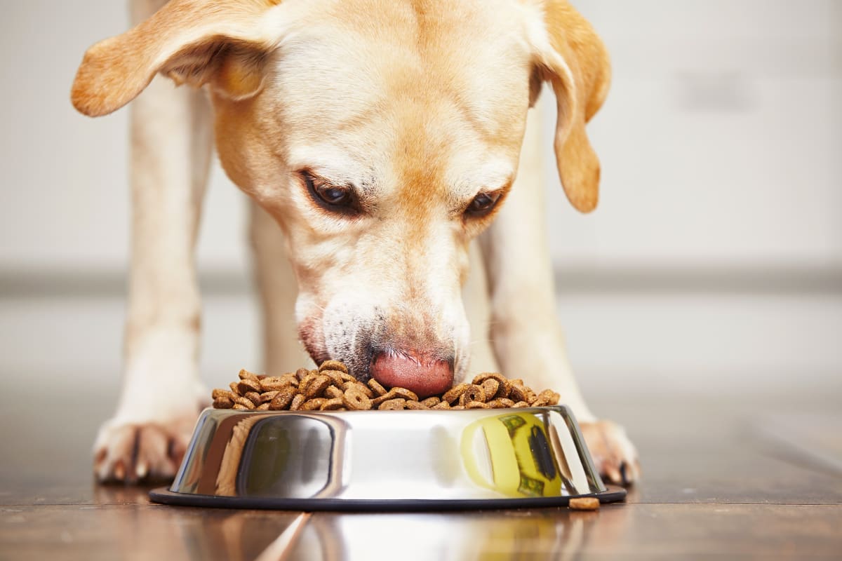 The Best Dog Food for Senior Dogs