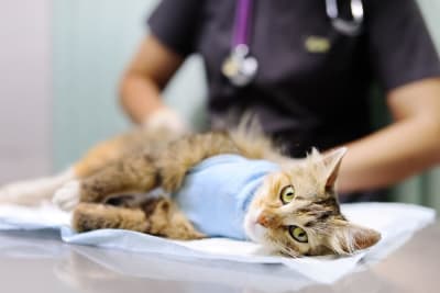 Getting Your Cat Fixed: What To Know About Spaying & Neutering