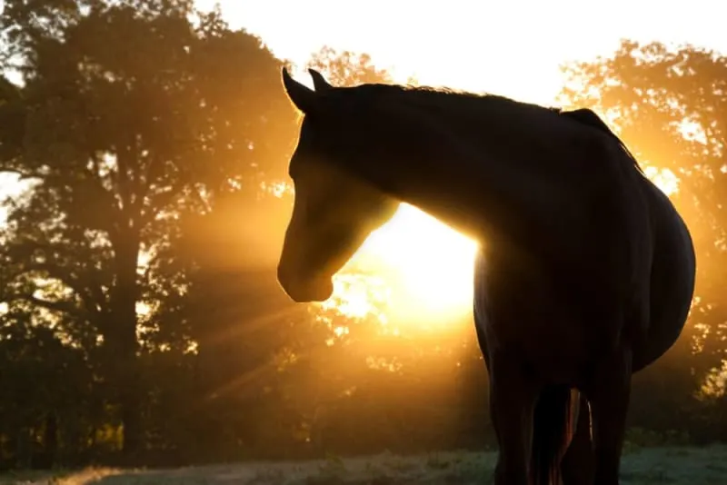 Colic in Horses: Causes, Symptoms & Treatment