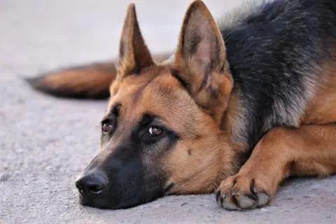 A close-up of a German Shepherd lying down with its head on the ground, looking upward with an alert yet somber expression. A close-up of a German Shepherd lying down with its head on the ground, looking upward with an alert yet somber expression.