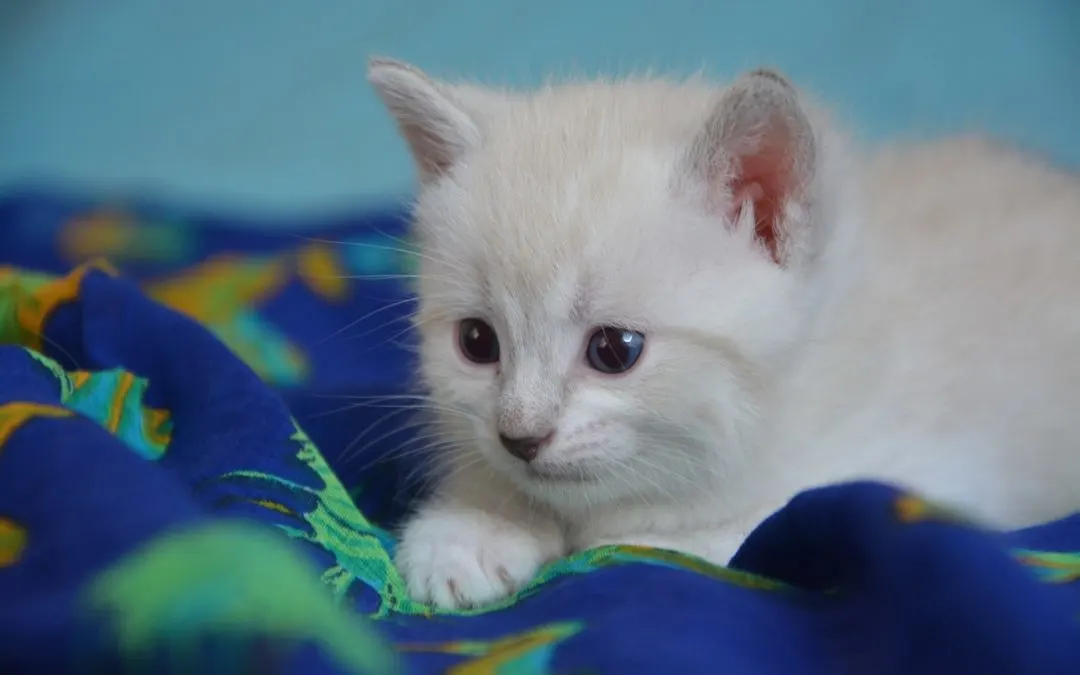 A fluffy cream-colored kitten with blue eyes lying on a blue blanket patterned with green dinosaurs.