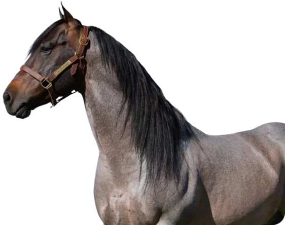 Gray horse side view Gray horse side view