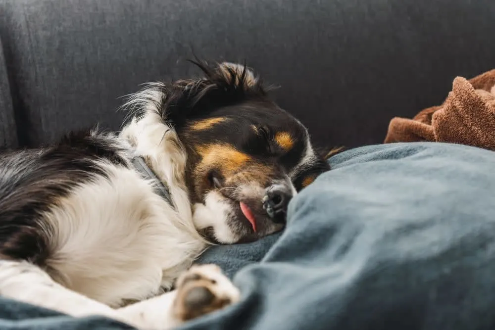 Bordetella in Dogs Bordetella in Dogs