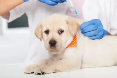 Puppy Vaccination Schedule: What you Need to Know