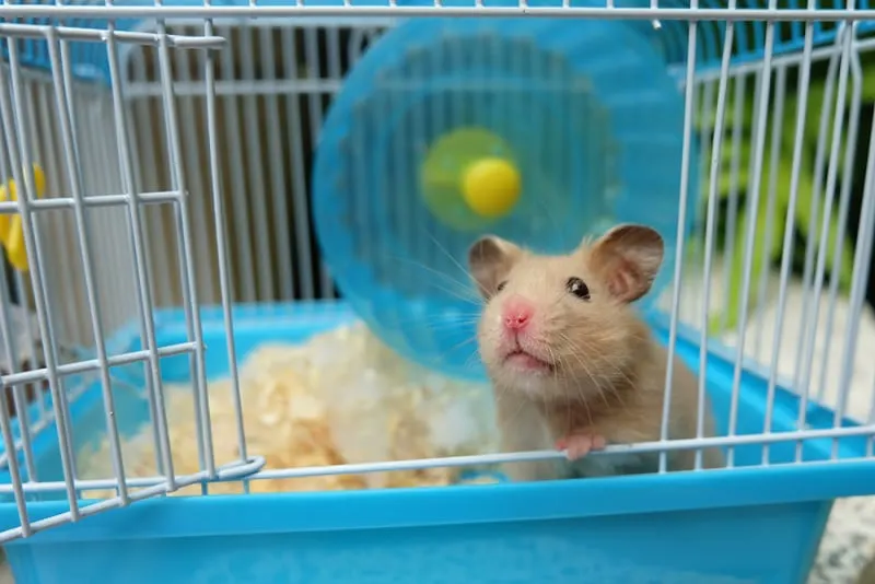 Caring For Exotic Pets - A Beginners Guide Caring For Exotic Pets - A Beginners Guide