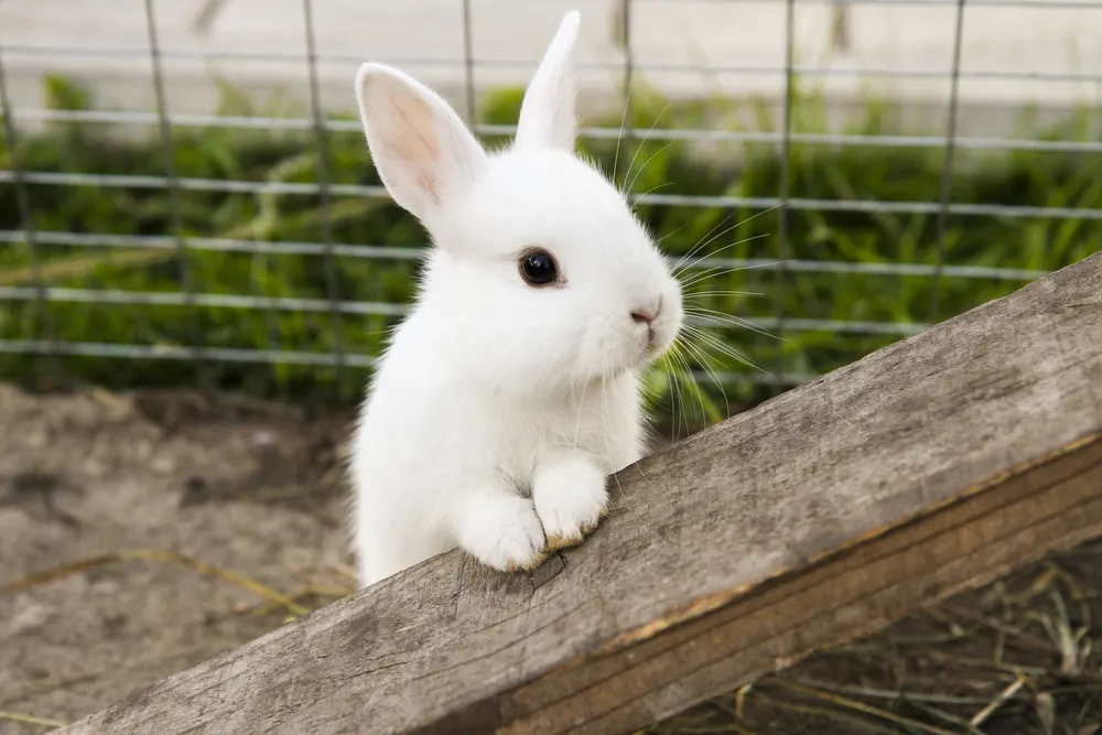 An adorable white Netherland Dwarf rabbit peeking over a wooden plank in an outdoor enclosure.