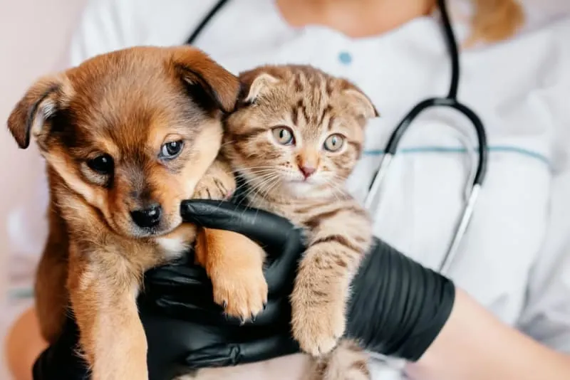 A veterinarian wearing black gloves and a stethoscope, holding a small brown puppy and a tabby kitten in their arms.