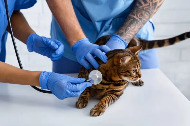 Why is my cat breathing heavy? Why is my cat breathing heavy?