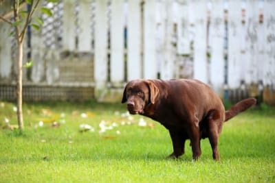 Diarrhea in Dogs - What Causes & How is Treated