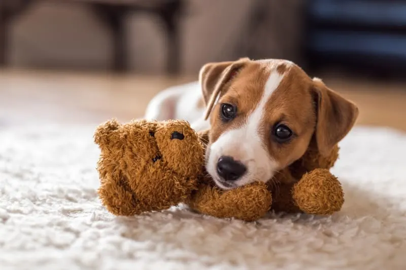 Tips for Leaving a Puppy Home Alone for the First Time