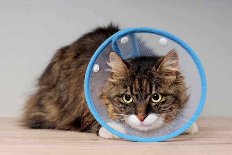 Cat Recovering From Surgery