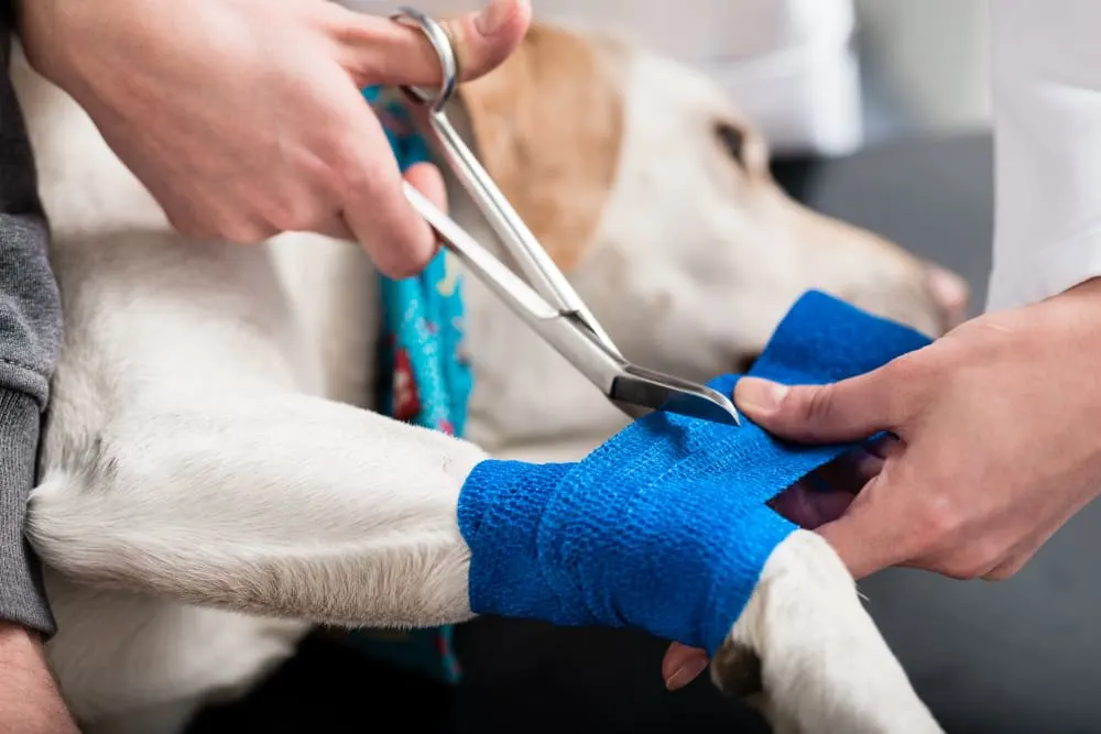 Caring for Dog Wounds: A Complete Guide